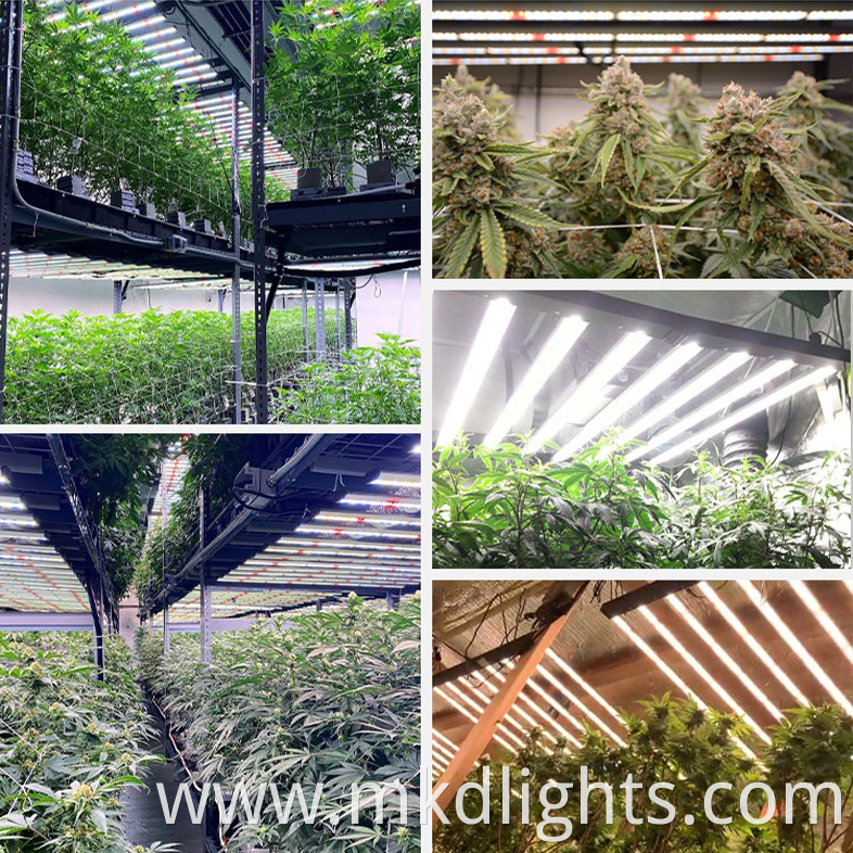 best plant grow light